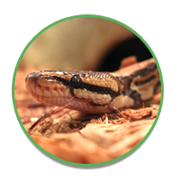 Reptile Room: Snakes
